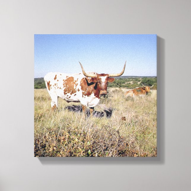 Toile Texas Longhorn Breed (photo) (Recto)
