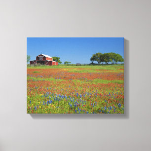 Toile Texas, Texas Hill Country, Castilleja indivisa