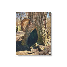 The Curious Hollow 16x20 se traduit en