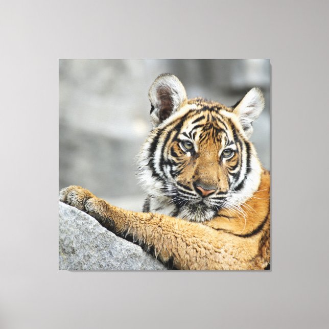 Toile Tiger016 (Recto)