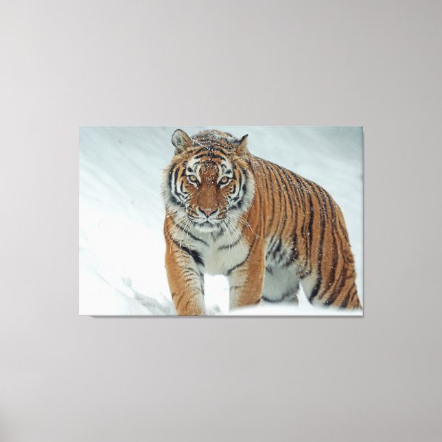 Toile Tigre (Recto)