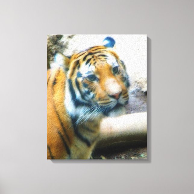 Toile Tigre (Recto)