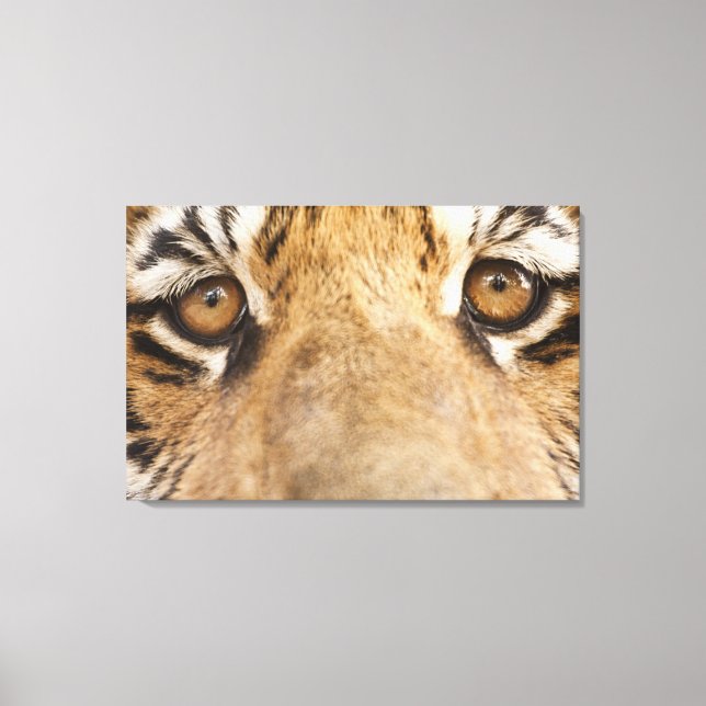 Toile Tigre 2 (Recto)