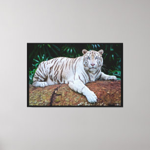 Toile Tigre blanc