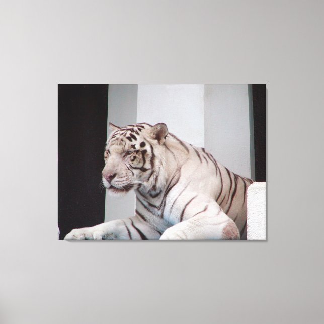 Toile Tigre blanc (Recto)