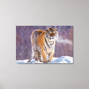 Toile Tigre de Sibérie dans la neige, Chine