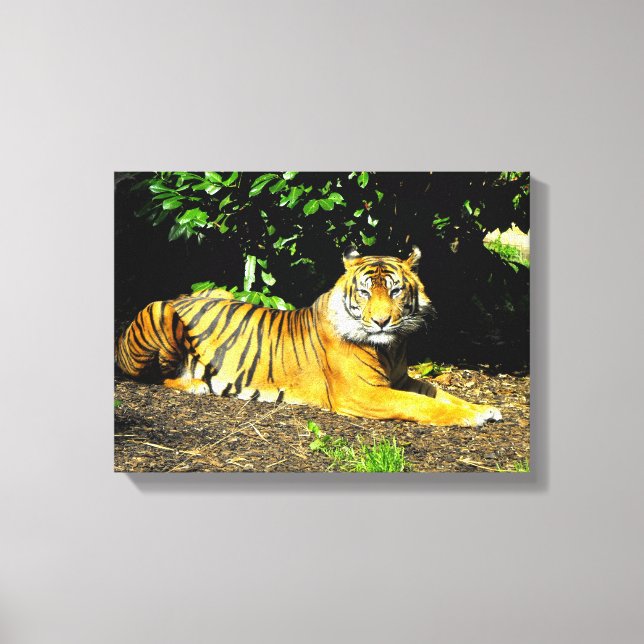 Toile Tigre de Sumatra (Recto)