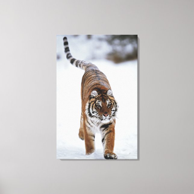 Toile Tigre Sibérien En Neige (Recto)