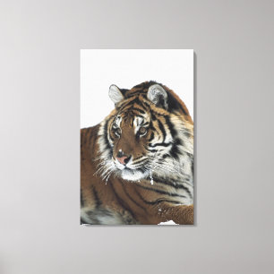 Toile Tigre sibérien (Panthera Tigre Altaica) 2
