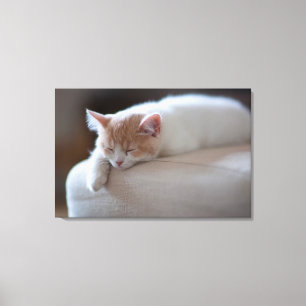 Toile Tired Beige et White Kitten