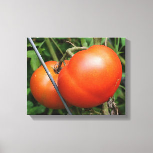 Toile Tomates Rouge Ripe Garden Sur La Vigne