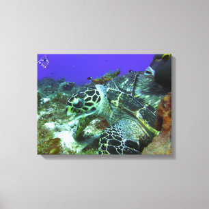 Toile Tortue #3 de Cozumel