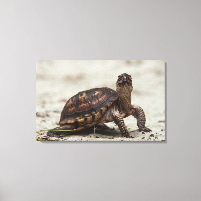 Toile Tortue-boîte commune (Recto)