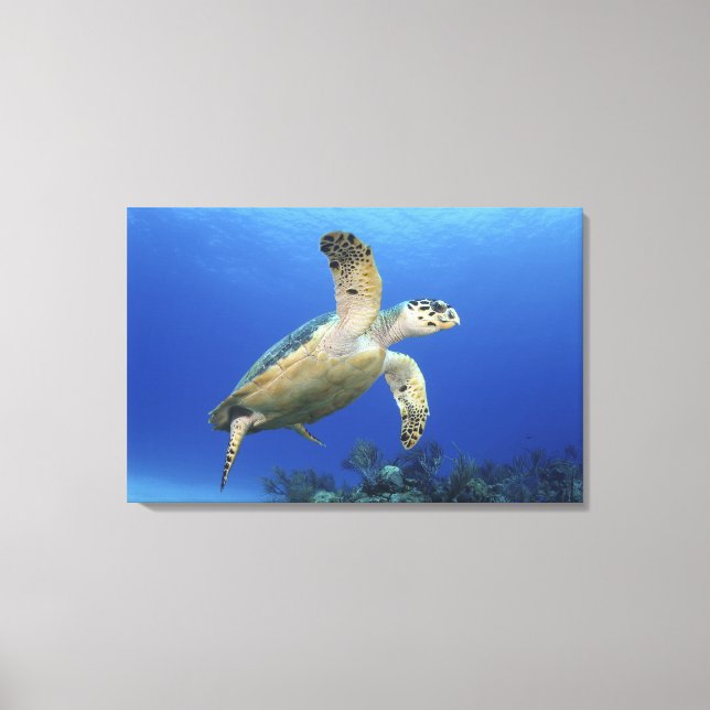 Toile Tortue de mer Hawksbill (Recto)