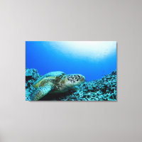 Tortue de mer reposant sous l'eau