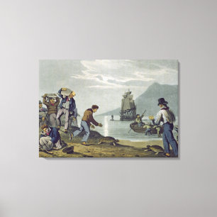 Toile Tortue se propageant la terre, gravée par Matthew