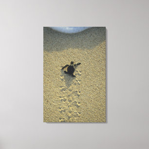 Toile Tortue verte, (Chelonia mydas), nouveau-né