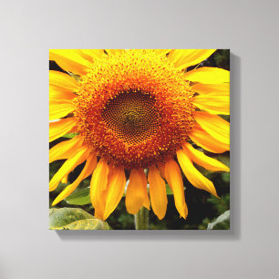 Toile Tournesol