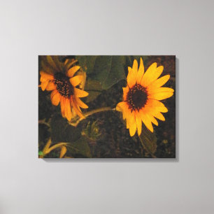 Toile Tournesol dans le soleil du soir photo