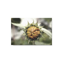 Tournesol jaune avec pétales fermés