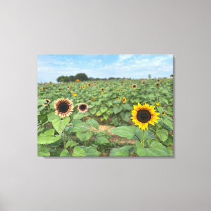 Toile Tournesol - photo nature