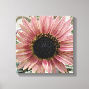 Toile Tournesol rose pâle