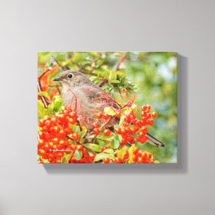 Toile Townsend's Solitaire Songbird on Scarlet Firethorn