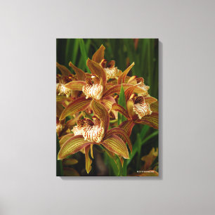 Toile Tracyanum de Cymbidium