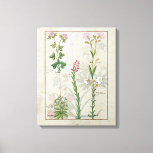 Toile Trèfle violet et Onobrychis et Hyssopus de l'Aube