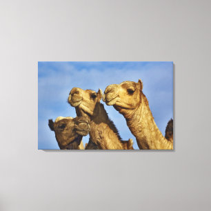 Toile Trio de chameaux, marché aux chameaux, Le Caire, E