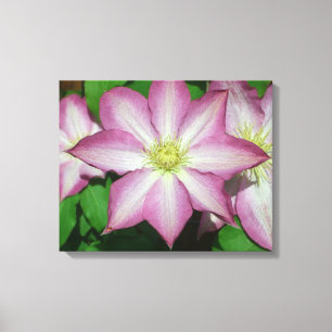 Toile Trio de Clematis Pink and White Spring Vine