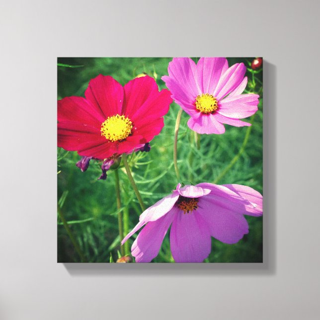 Toile Trio de fleurs de Cosmos  (Recto)