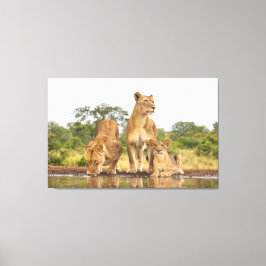 Toile Trois Lions En Train De Boire