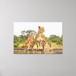 Toile Trois Lions En Train De Boire