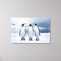 Trois pingouins royaux