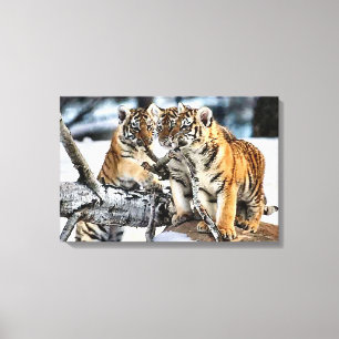 Toile Trois Tigers En Jeu