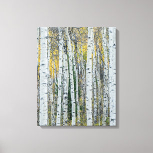 Toile Troncs d'arbres Trembles Aspen, Colorado