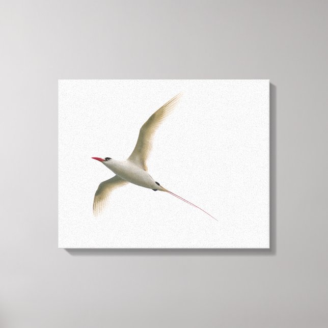 Toile Tropicbird à queue rouge (Recto)