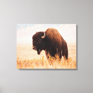 Toile Troupeau De Bison Américain (Bison Bison) À Teton