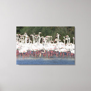 Toile Troupeau des flamants pataugeant, France