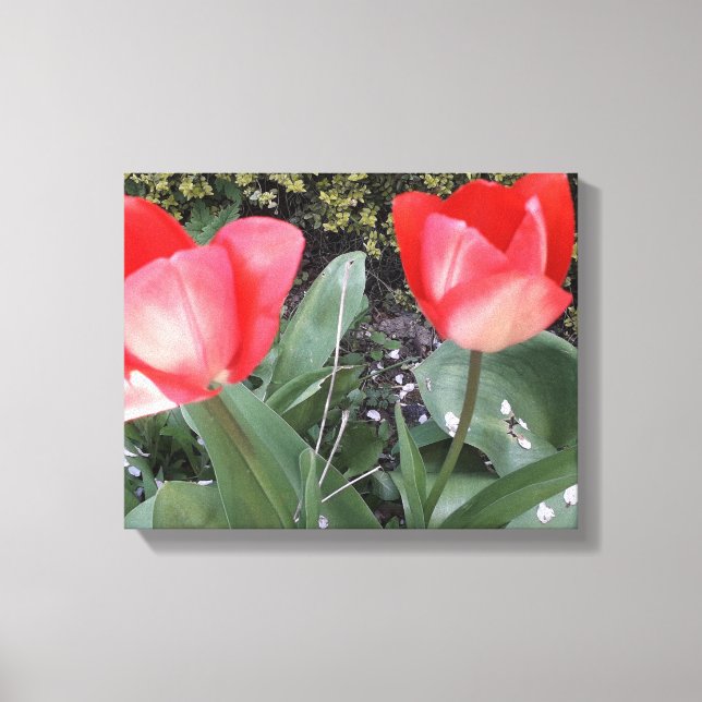 Toile Tulières de jardin (Recto)