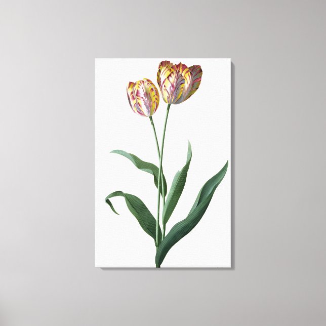 Toile Tulip Tulip (Recto)