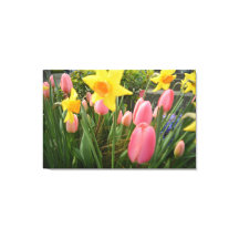 Tulipe rose printanière et fleurs de jonquille jau