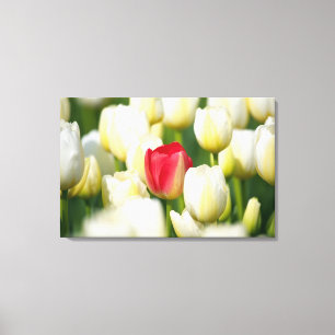 Toile Tulipe rouge dans un champ de tulipes blanches