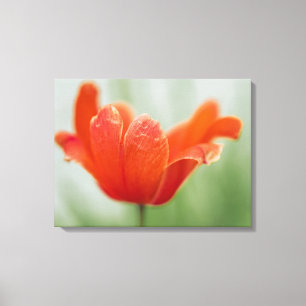 Toile Tulipe rouge ouverte sur fond vert en photographie