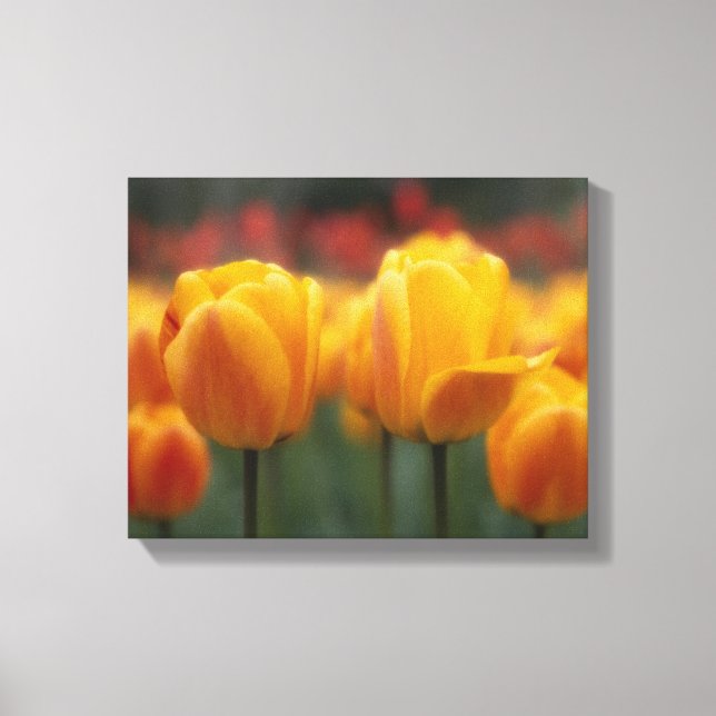 Toile Tulipes (Recto)