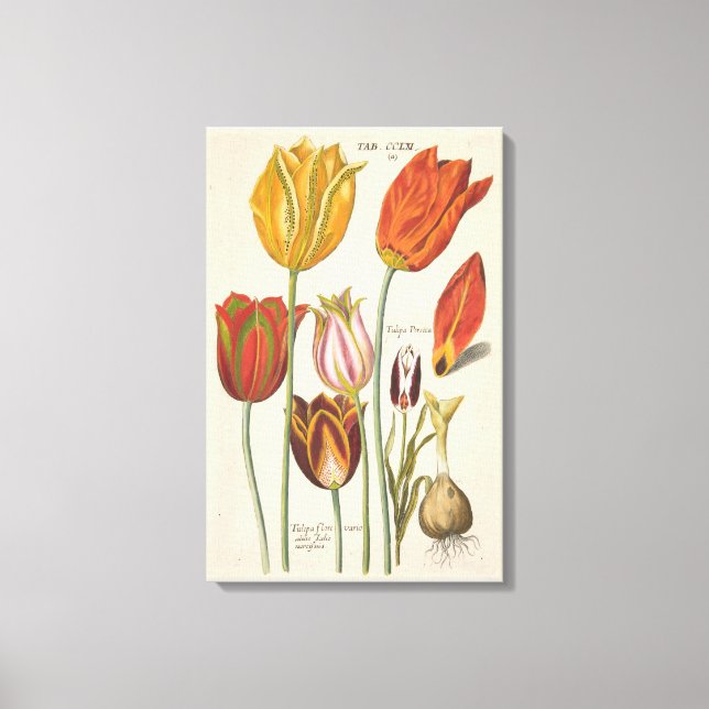 Toile Tulipes (Recto)