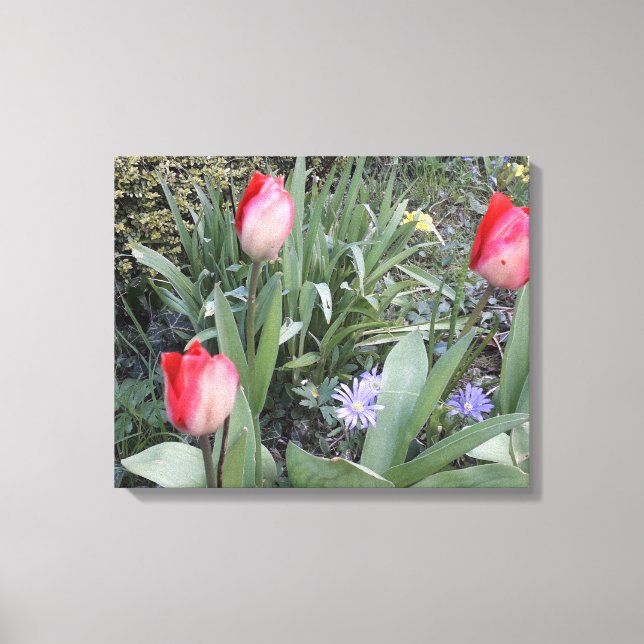 Toile Tulipes de jardin rouge (Recto)