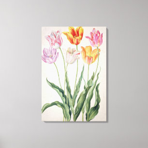 Toile Tulipes, du "Nassau Florilegium" (avec c/c sur la 