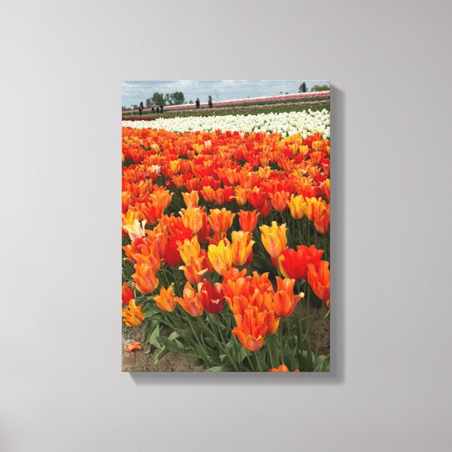 Toile Tulipes oranges dans le champ, Woodburn, OU (Recto)